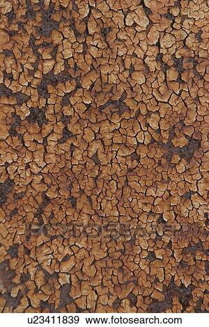 Stock Photo - texture, background, tree, bark, outdoors, wood. Fotosearch