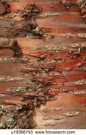 tree, birch, bark, trunk, orange, band View Large Photo Image Stock Image - tree, birch, bark, trunk, orange, band. Fotosearch