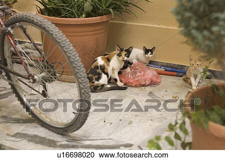Stock Image - Animal Family, Day, Cat, Bicycle, Adult Animal. Fotosearch