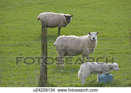 Animal Family, Day, Cute, Barbed Wire Fence, Adult Animal View Large Photo Image Picture - Animal Family, Day, Cute, Barbed Wire Fence, Adult Animal. Fotosearch