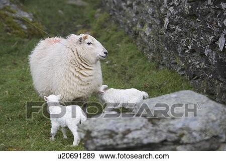 Animal Family, Domestic Animals, Day, Cute, Adult Animal View Large Photo Image Stock Photo - Animal Family, Domestic Animals, Day, Cute, Adult Animal. Fotosearch