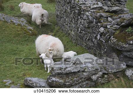 Animal Family, Female Animal, Day, Cute, Adult Animal View Large Photo Image Stock Photograph - Animal Family, Female Animal, Day, Cute, Adult Animal. Fotosearch