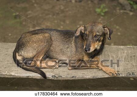 animal View Large Photo Image Picture - animal. Fotosearch