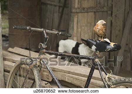 Stock Image - animal. Fotosearch
