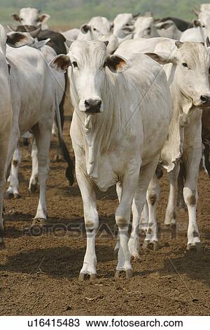 animals, cattle, animal View Large Photo Image Stock Image - animals, cattle, animal. Fotosearch