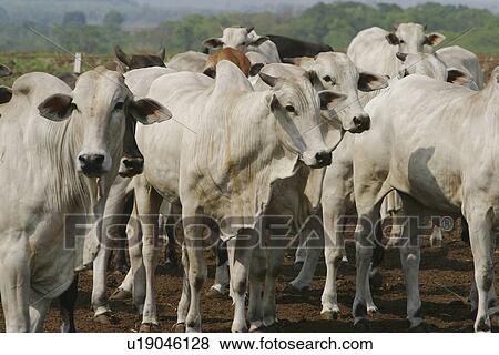 animals, cattle, animal View Large Photo Image Stock Photo - animals, cattle, animal. Fotosearch