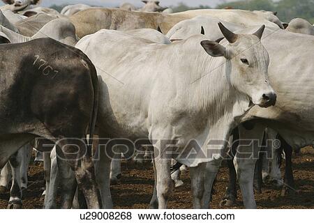 animals, cattle, animal View Large Photo Image Stock Photo - animals, cattle, animal. Fotosearch