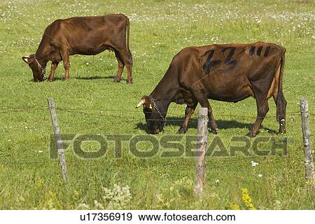 Barricade, Brown, Cow, Fence View Large Photo Image Stock Photo - Barricade, Brown, Cow, Fence. Fotosearch