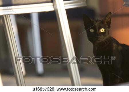 Stock Photo - Black, Cat, Close-Up, Domestic Cat, Feline. Fotosearch