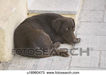 Stock Image - Black, Dog, Day, Close-Up, Adult Animal. Fotosearch