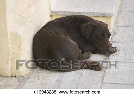Black, Dog, Day, Close-Up, Adult Animal View Large Photo Image Stock Photo - Black, Dog, Day, Close-Up, Adult Animal. Fotosearch