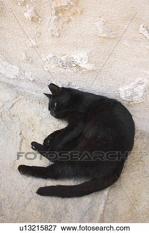 Black, Domestic Animals, Day, Cat, Adult Animal View Large Photo Image Stock Photo - Black, Domestic Animals, Day, Cat, Adult Animal. Fotosearch