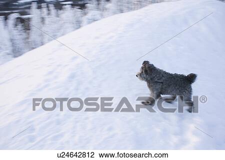 Blurred Motion, Day, Dog, Domestic Animals, Focus On Foreground View Large Photo Image Stock Image - Blurred Motion, Day, Dog, Domestic Animals, Focus On Foreground. Fotosearch