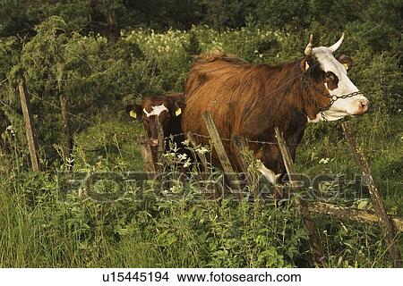 Boundary, Domesticated, Cow, Chain, Animal View Large Photo Image Picture - Boundary, Domesticated, Cow, Chain, Animal. Fotosearch