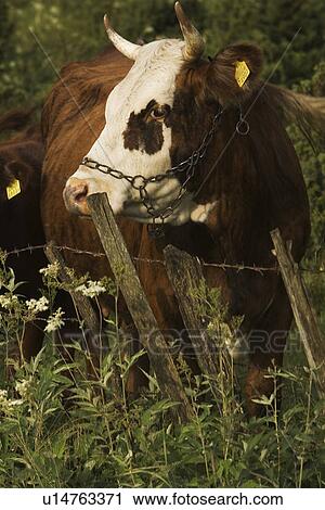 Stock Image - Bovine, Cow, Close-Up, Chain, Animal. Fotosearch
