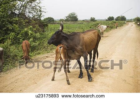 Brown, Domestic, Cows, Cattle, Animals View Large Photo Image Stock Image - Brown, Domestic, Cows, Cattle, Animals. Fotosearch
