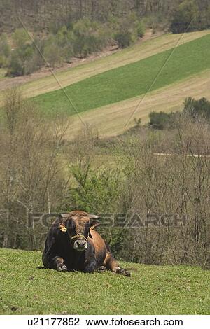 Stock Image - calm, cattle, countryside. Fotosearch