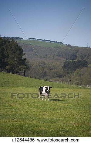 Stock Photograph - calm, cattle, countryside. Fotosearch
