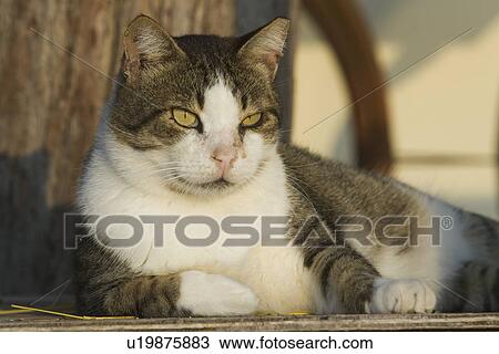 Cat, Close-Up, Day, Domestic Cat, Feline View Large Photo Image Stock Image - Cat, Close-Up, Day, Domestic Cat, Feline. Fotosearch