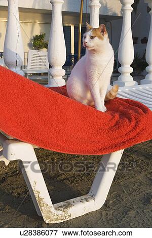 Cat, Day, Close-Up, Chair, Adult Animal View Large Photo Image Stock Photo - Cat, Day, Close-Up, Chair, Adult Animal. Fotosearch