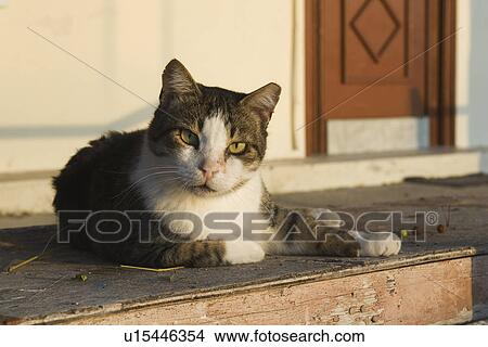 Cat, Day, Domestic Animals, Domestic Cat, Door View Large Photo Image Picture - Cat, Day, Domestic Animals, Domestic Cat, Door. Fotosearch