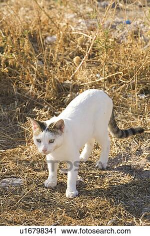 Cat, Day, Domestic Animals, Domestic Cat, Dry View Large Photo Image Stock Image - Cat, Day, Domestic Animals, Domestic Cat, Dry. Fotosearch