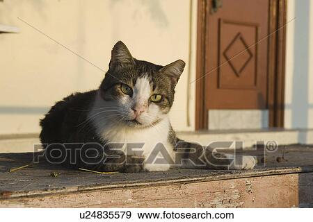 Cat, Day, Domestic Cat, Door, Doorstep View Large Photo Image Stock Photo - Cat, Day, Domestic Cat, Door, Doorstep. Fotosearch