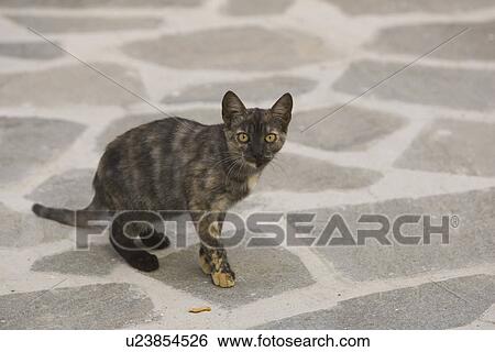 Cat, Day, Domestic Cat, Floor View Large Photo Image Stock Photograph - Cat, Day, Domestic Cat, Floor. Fotosearch