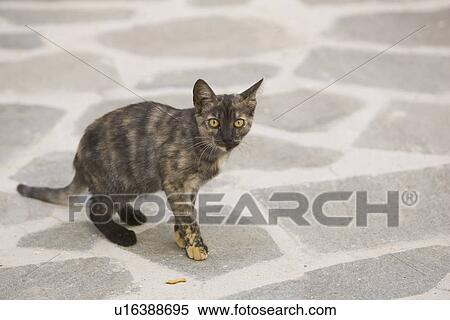 Cat, Day, Domestic Cat, Floor View Large Photo Image Stock Photography - Cat, Day, Domestic Cat, Floor. Fotosearch