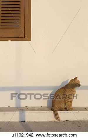 Stock Image - Cat, Domestic Cat, Domestic Animals, Day, Adult Animal. Fotosearch