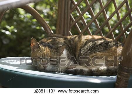 Stock Photo - Cat, Feline, Domesticated, Claws, Animal. Fotosearch
