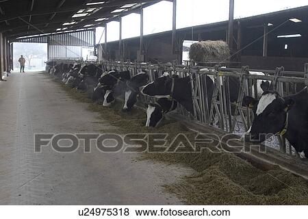 Stock Photo - cattles, domestic, domesticated, animals, group, cows. Fotosearch