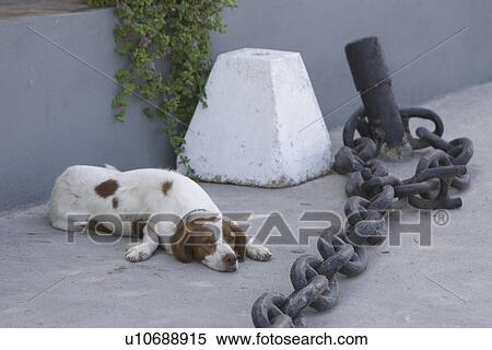 Chain, Floor, Dog, Day, Adult Animal View Large Photo Image Stock Photography - Chain, Floor, Dog, Day, Adult Animal. Fotosearch