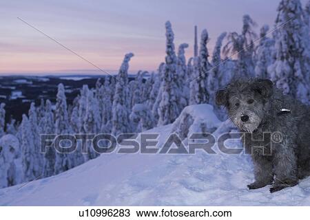 Close-Up, Cloud, Covering, Day, Dog View Large Photo Image Stock Image - Close-Up, Cloud, Covering, Day, Dog. Fotosearch