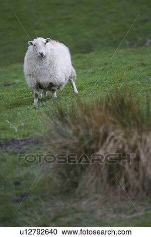 Close-Up, Day, Field, Grass, Green View Large Photo Image Stock Image - Close-Up, Day, Field, Grass, Green. Fotosearch