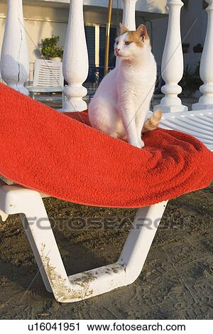 Column, Day, Domestic Cat, Looking Sideways View Large Photo Image Stock Image - Column, Day, Domestic Cat, Looking Sideways. Fotosearch
