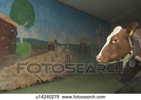 cow, cattle, tagged, tag, domesticated, mammal View Large Photo Image Stock Photo - cow, cattle, tagged, tag, domesticated, mammal. Fotosearch