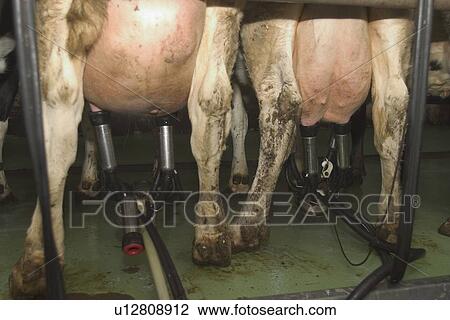 cow, cows, group, face, standing View Large Photo Image Stock Image - cow, cows, group, face, standing. Fotosearch