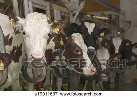 cow, cows, group, face, standing View Large Photo Image Stock Photo - cow, cows, group, face, standing. Fotosearch