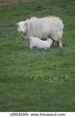 Picture - Cute, Feeding, Farm, Day, Animal Family. Fotosearch