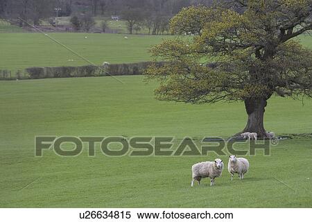 Day, Field, Animal Family View Large Photo Image Stock Photography - Day, Field, Animal Family. Fotosearch