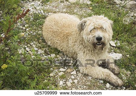 Stock Photo - Day, Field, Domesticated, Dog, Animal. Fotosearch