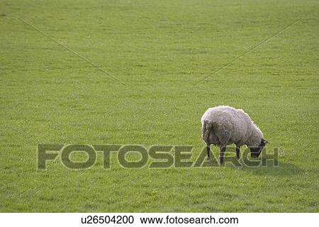 Day, Grass Area, Grazing, Green View Large Photo Image Stock Image - Day, Grass Area, Grazing, Green. Fotosearch