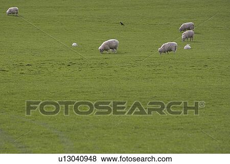 Day, Grass, Grass Area, Grazing, Green View Large Photo Image Stock Photo - Day, Grass, Grass Area, Grazing, Green. Fotosearch