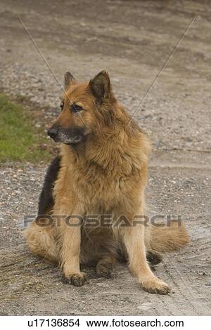 dog, animal, species, watching, looking, alert View Large Photo Image Picture - dog, animal, species, watching, looking, alert. Fotosearch