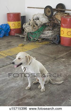 Dog, Entertainment, Drum, Dog Collar, Adult Animal View Large Photo Image Stock Photograph - Dog, Entertainment, Drum, Dog Collar, Adult Animal. Fotosearch