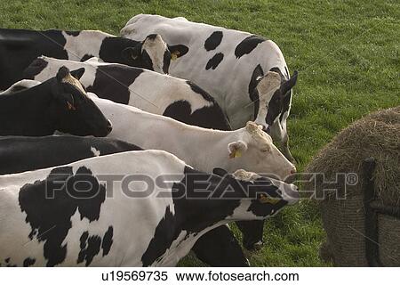 outside, wild, mammal, shadow, life, animal View Large Photo Image Stock Photography - outside, wild, mammal, shadow, life, animal. Fotosearch