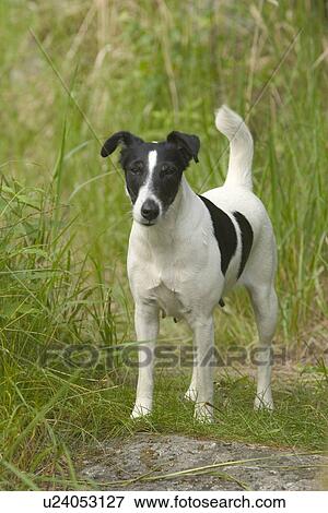 pet animal, dog, domesticated, domesticate, nature, animal View Large Photo Image Stock Photo - pet animal, dog, domesticated, domesticate, nature, animal. Fotosearch