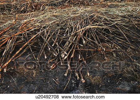 Stock Photo - branches, broken, burnt. Fotosearch