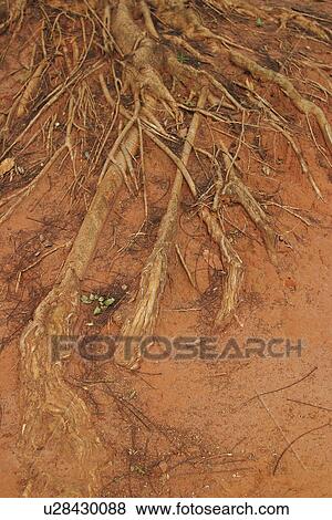 branching, close-up, arid View Large Photo Image Stock Photo - branching, close-up, arid. Fotosearch